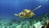 Boy or girl? Baby sea turtles have no gender, says study!