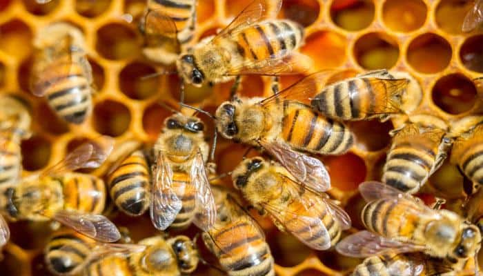Honey bees have better vision than previously thought