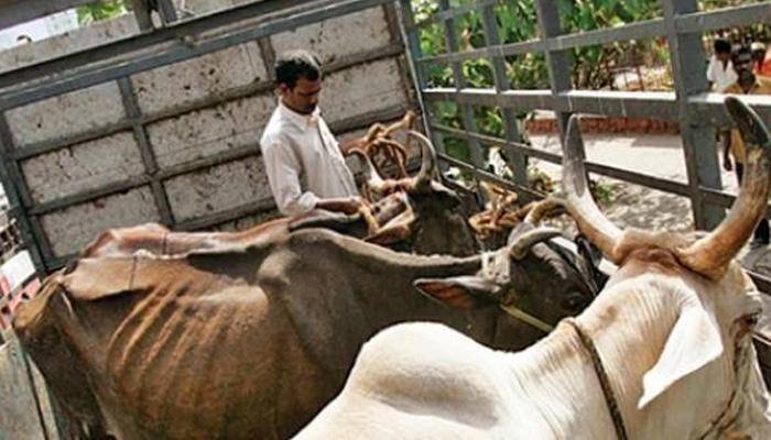 Uttar Pradesh: Shia Muslims form &#039;Gau Raksha Dal&#039; to enlighten people