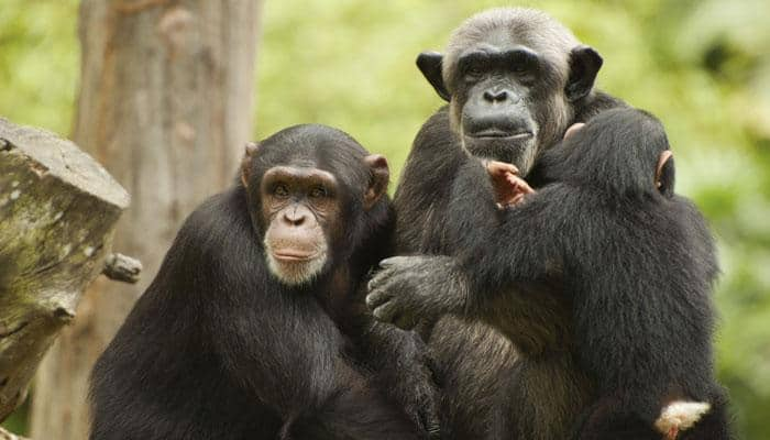 Smell helps primates escape parasites: Study