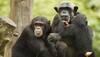 Smell helps primates escape parasites: Study