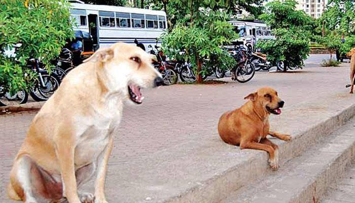 Canines can adopt humans perspective to find food 
