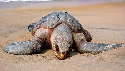 Mass hatching of Olive Ridley turtles begins