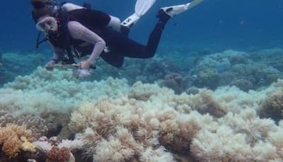 Shocking truth about Great Barrier Reef! Two-thirds of world's largest coral system damaged in 'unprecedented' bleaching