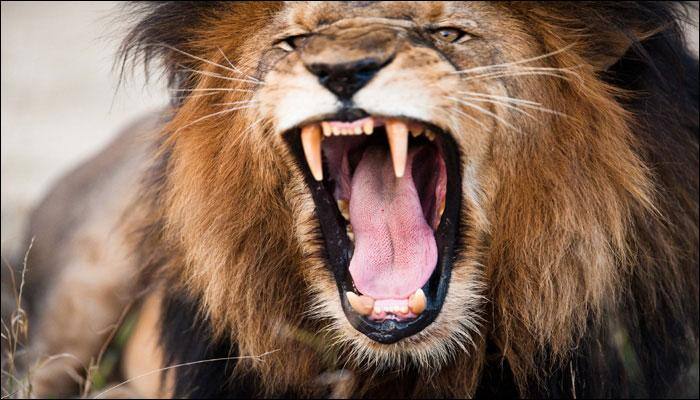 Simba the lion and Lula the bear, ailing residents of Mosul zoo flown out of Iraq