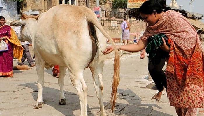 Muslim father gifts cow as special wedding gift to daughter in Haryana