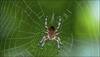 Arachnid population increases as scientists discover 50 new species of spiders in Australia!