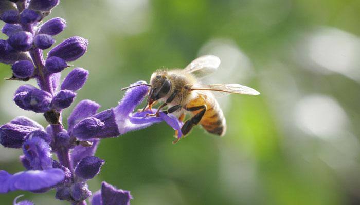 This 12-year-old Indian girl is building robots to save honey bees - Read