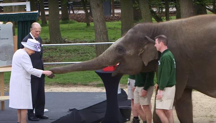 When Queen Elizabeth II played with her &#039;namesake&#039; baby elephant at London Zoo – MUST watch