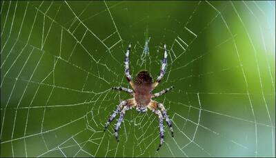 Researchers identify new species of cave-dwelling spiders!