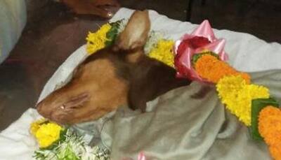 Heroic dog stabbed to death while saving his master from knife-wielding attacker in Mumbai