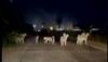 lions walking on road