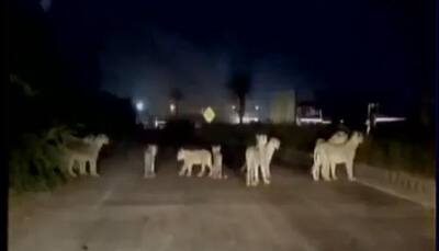 Traffic comes to a halt as more than 10 lions decide to take a walk on road - WATCH