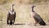 Endangered vulture with broken wing rescued in Delhi