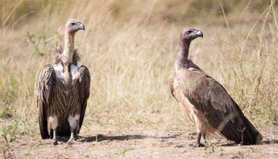 Endangered vulture with broken wing rescued in Delhi