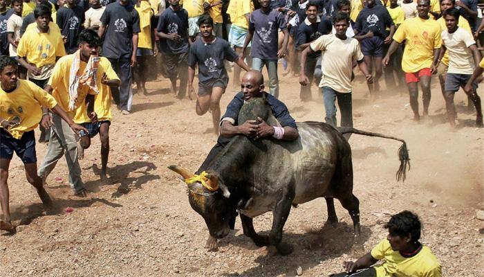 Two dead, 80 injured during Jalikattu in Tamil Nadu village