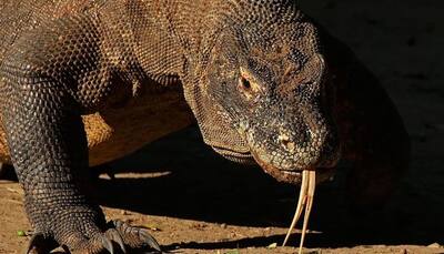 Superbugs: Komodo dragon blood may help overcome antibiotic resistance