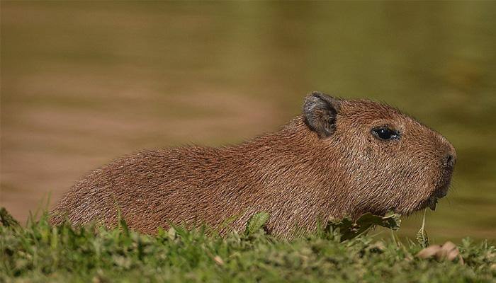World's largest capybara rodent gives birth in British zoo