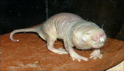 Naked mole-rats behave like plants to survive low oxygen