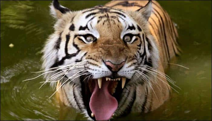 Concern over rise in tiger deaths in MP: 3 more big cats die in last two days; toll hits 40 in 14 months