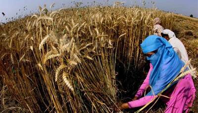 Wheat production likely to touch record 98 million tonnes this crop year