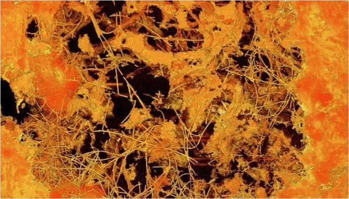 Scientists accidentally discover world's oldest fungi; may be earliest known multicellular life!
