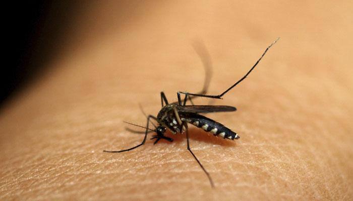 Drug-resistant malaria cures by plant therapy: Study