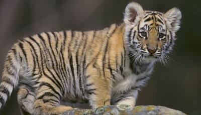 Third orphaned cub at Madhya Pradesh's Bandhavgarh National Park passes away