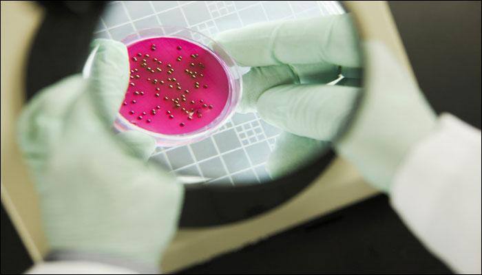 Artificial 'brain in a dish' may help decode neural disorders
