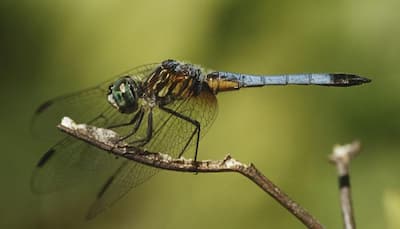 Female dragonflies fake death to avoid unwanted mating