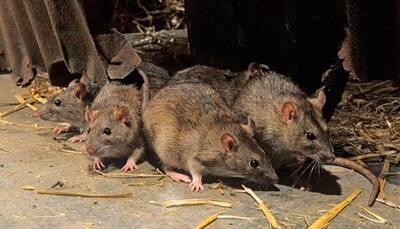 Shocking! Rodents guzzle down banned liquor in Bihar police stations