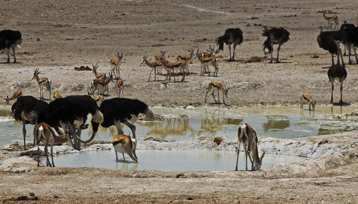 How noise pollution interfere animals`survival in the wild How noise pollution interfere animals`survival in the wild