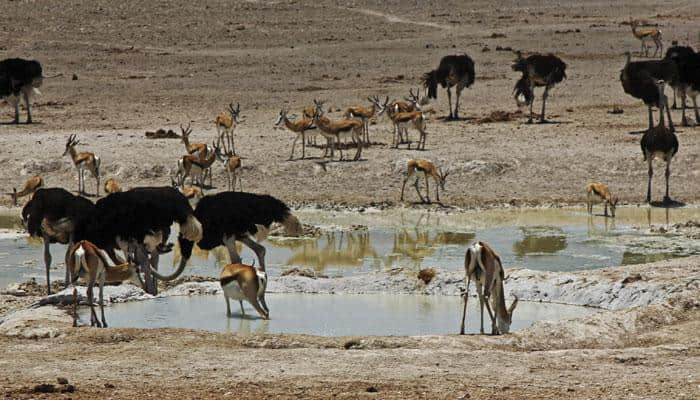 How noise pollution interfere animals`survival in the wild