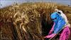 Delhi air quality shows improvement this year as crop fires reduce