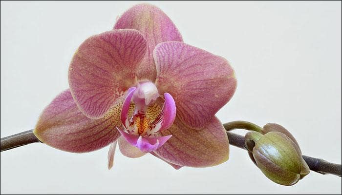 Oldest orchid fossil dating back 45-55 million-years-old discovered!