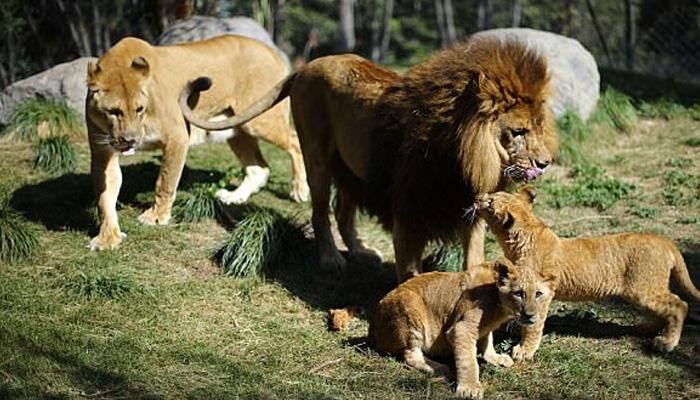 A world&#039;s first – These lion cubs were born after their father had reversed vasectomy