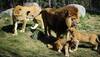 A world's first – These lion cubs were born after their father had reversed vasectomy