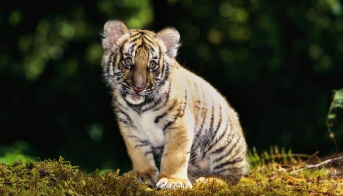 This is &#039;Baahubali&#039;, the newborn tiger cub in Odisha&#039;s Nandankanan Zoological Park