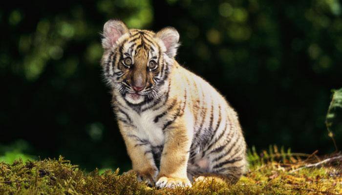 This is 'Baahubali', the newborn tiger cub in Odisha's Nandankanan Zoological Park