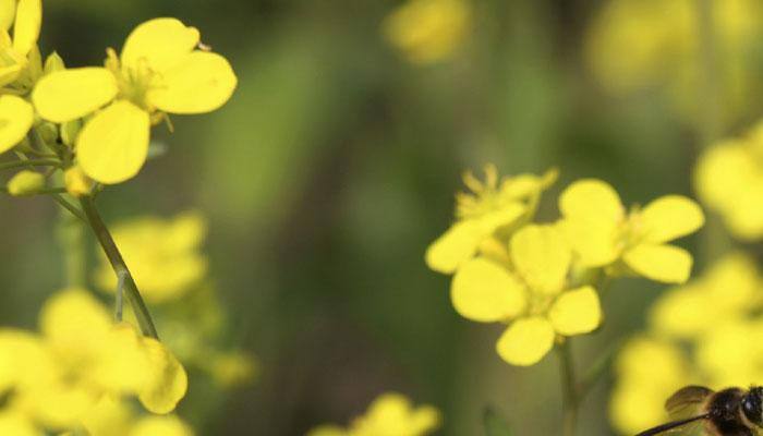 Mustard set to be India's first 'GM food' after getting regulator nod