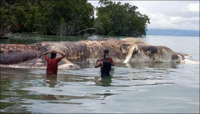 Carcass of mysterious enormous &#039;sea creature&#039; washes ashore on Indonesian beach, leaving locals stumped!