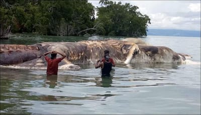 Carcass of mysterious enormous 'sea creature' washes ashore on Indonesian beach, leaving locals stumped!