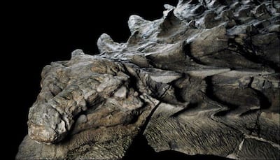 Supremely well-preserved new dinosaur fossil found in Alberta gives the impression of a statue!