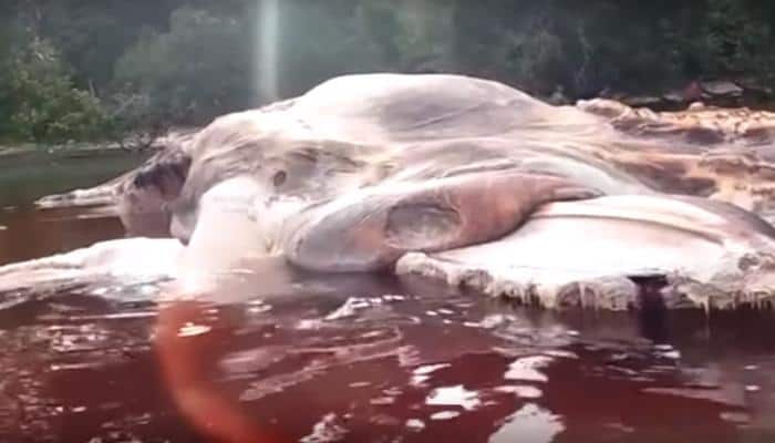 Mysterious giant marine creature found washed ashore on Indonesia&#039;s island