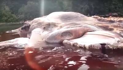 Mysterious giant marine creature found washed ashore on Indonesia's island