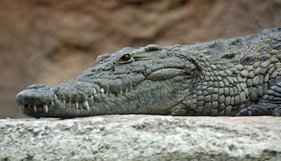 OMG! Pastor devoured by crocodiles while trying to walk on water like Jesus