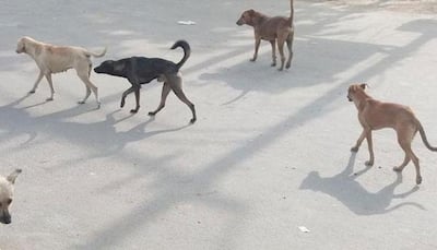 Stray dog eats infant's corpse inside hospital premises in Odisha, onlookers record incident