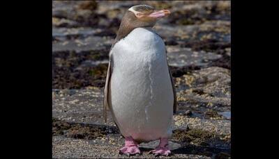 Yellow-eyed penguins could be wiped out in 25 years: Study