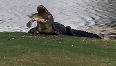Hungry alligator feasts on big fish at Florida golf course