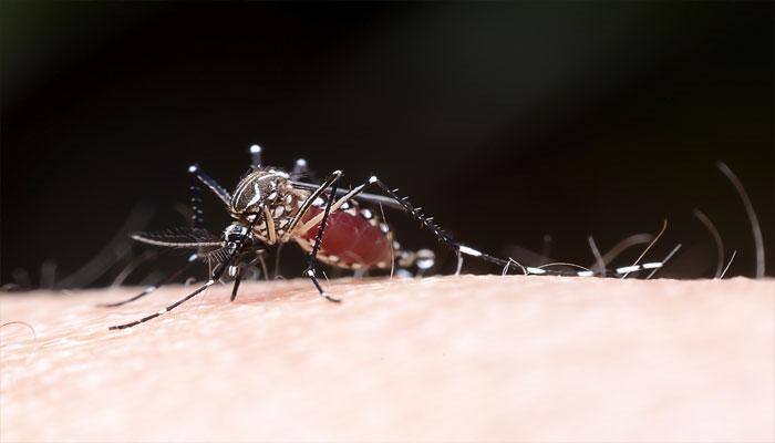 Chikungunya outbreak in Dhaka due to sporadic rains